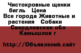 Чистокровные щенки бигль › Цена ­ 15 000 - Все города Животные и растения » Собаки   . Свердловская обл.,Камышлов г.